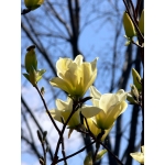 Magnolie i Tulipanowce