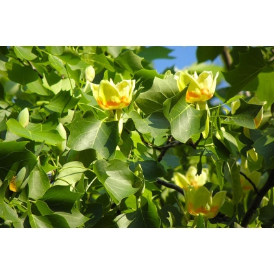 TULIPANOWIEC AMERYKAŃSKI Liriodendron tulipifera  art. nr 1050