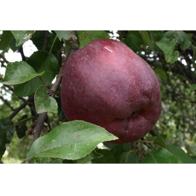 Jabłoń MALINÓWKA  stara odmiana z doniczki art. nr 307D