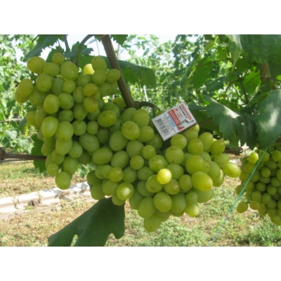Winorośl , winogron  Vitis JUTRZENKA  art. nr 265