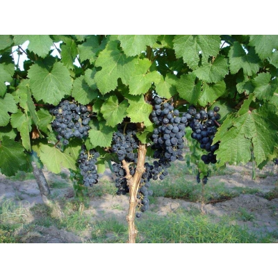 Winorośl, winogron Vitis   AJWAZ  art. nr 274