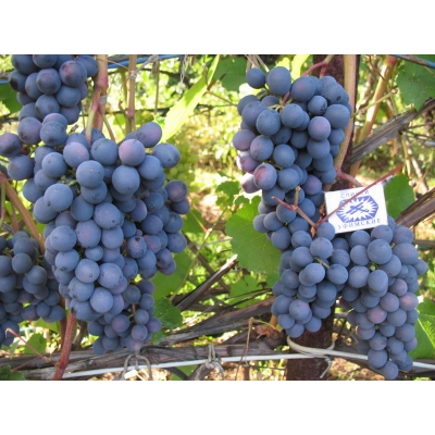 Winorośl, winogron  BEATA  art. nr 277