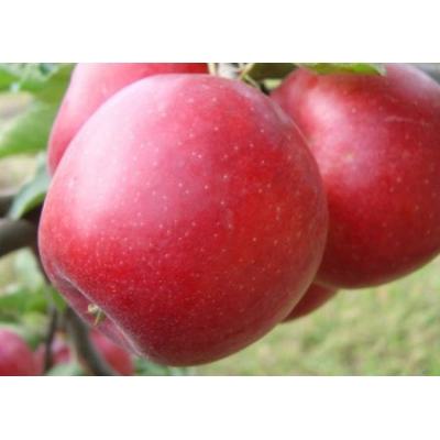 Jabłoń truskawkowa KATJA z doniczki  art. nr 301D