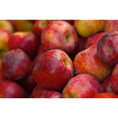 Jabłoń PAULARED  o efektownych, smacznych owocach  art. nr 303