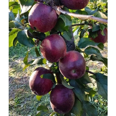 Jabłoń MALINÓWKA  kolumnowa