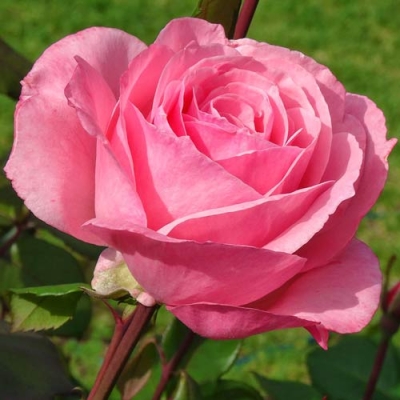 Róża wielkokwiatowa  RÓŻOWA z doniczki art. 508D