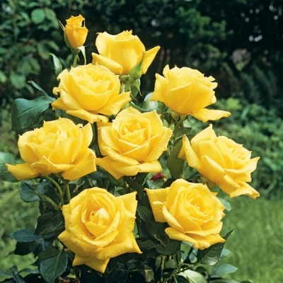 Róża wielkokwiatowa ŻÓŁTA z doniczki art. nr 509D