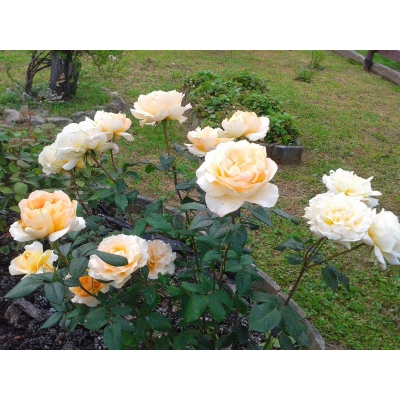 Róża wielkokwiatowa CASANOVA  art. nr 512