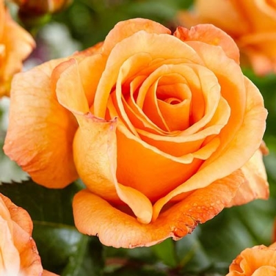 Róża wielkokwiatowa POMARAŃCZOWA  z doniczki art. nr 515D