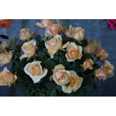 Róża wielkokwiatowa HERBACIANA  z doniczki art nr. 518D