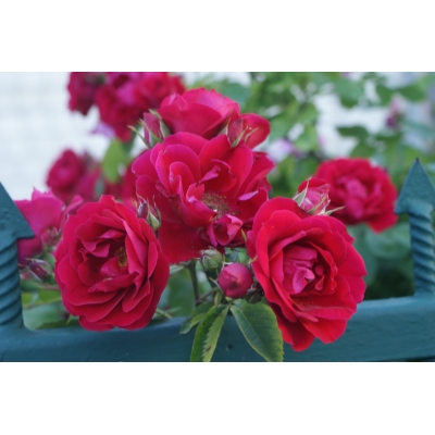 Róża pnąca CZERWONA  art. nr 522