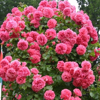 Róża pnąca RÓŻOWA  z doniczki art. nr 524D