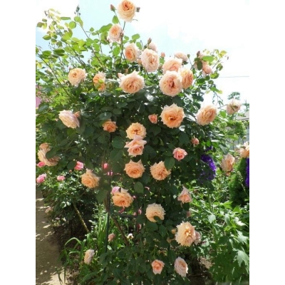 Róża pnąca HERBACIANA ANGIELSKA z doniczki art. nr 526D