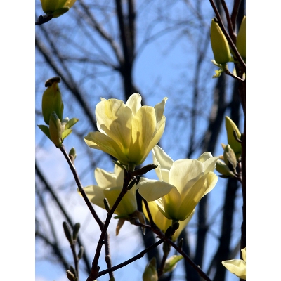 Magnolia maślano-żółta GOLD STAR art nr 654D