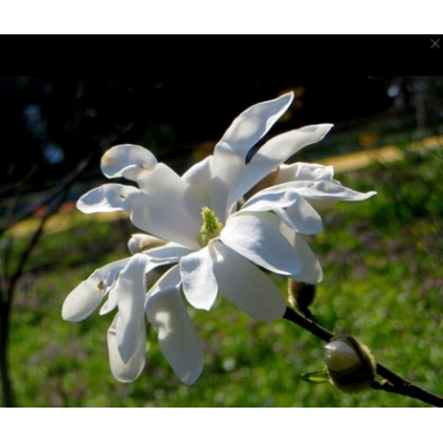 Magnolia gwiaździsta DR MASSEY  art nr 658D