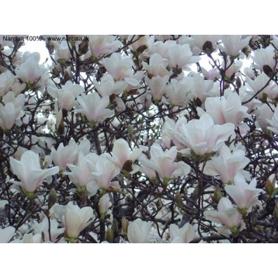 Magnolia gwiaździsta DR MASSEY  art nr 658D