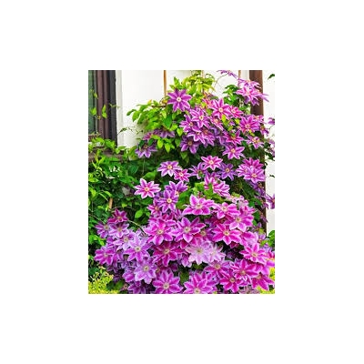 Powojnik ,,Dr Ruppel