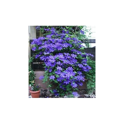 Powojnik Clematis ,,Jackmanii