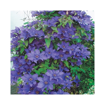 Powojnik Clematis ,,Jackmanii" 675D