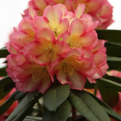 Rododendron Różanecznik ROBERT DE BELDER dwukolorowy