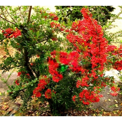 Cytryniec chiński SADOVA - owoc o pięciu smakach  //  art. 616D