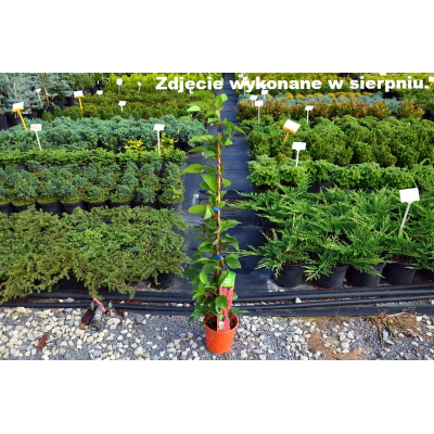 Cytryniec chiński SADOVA - owoc o pięciu smakach  //  art. 616D