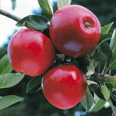 Jabłoń truskawkowa KATJA z doniczki  art. nr 301D