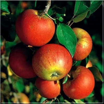 Jabłoń kolumnowa KOKSA POMARAŃCZOWA  z doniczki