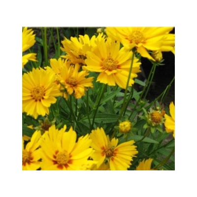 Nachyłek wielkokwiatowy DON