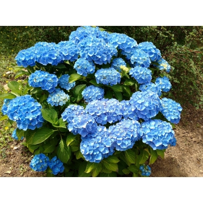 Hortensja ogrodowa  NIKKO BLUE - NAJBARDZIEJ NIEBIESKA  wśród wszystkich odmian