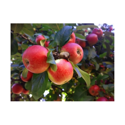 Jabłoń PAULARED  o efektownych, smacznych owocach z doniczki art. nr 303D