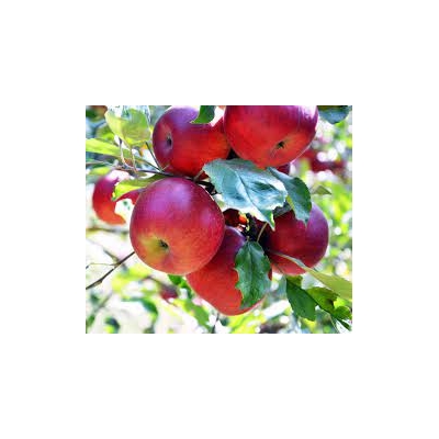 Jabłoń PAULARED  o efektownych, smacznych owocach z doniczki art. nr 303D