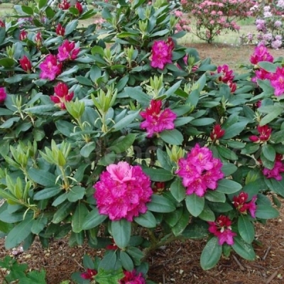 Rododendron Różanecznik PEARCES AMERICAN BEAUTY piękny fuksjowy kolor