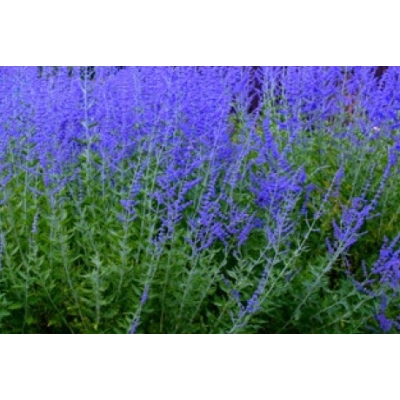 Perovskia Blue Steel DON C1,5