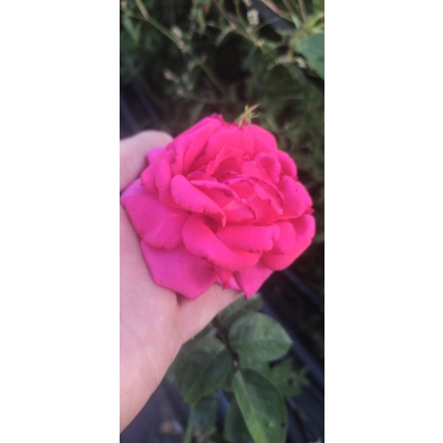 Róża szczepiona NA PNIU PINK