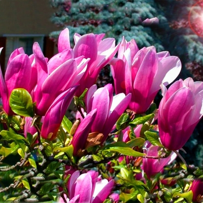 Magnolia soulangeana SUSAN różowo-fioletowa