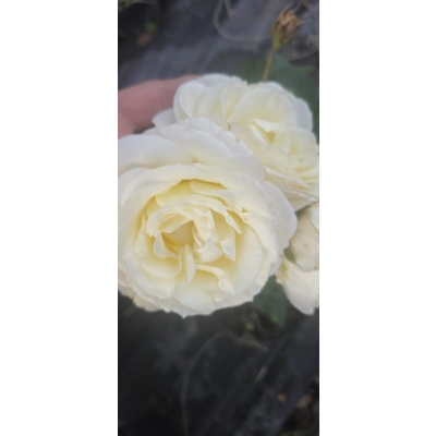 Róża szczepiona NA PNIU WHITE