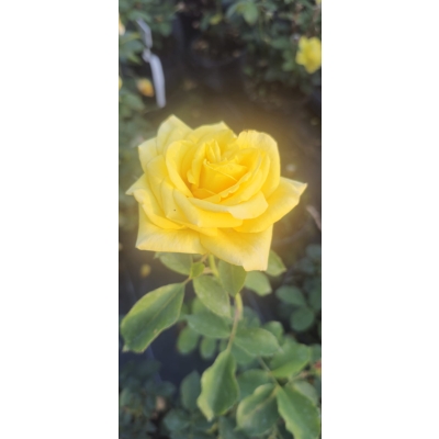 Róża szczepiona NA PNIU YELLOW