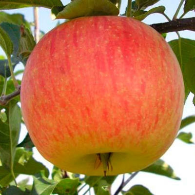 Jabłoń kolumnowa CELESTE  z doniczki