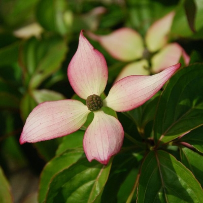 Dereń kousa DWARF PINK nowa odmiana o delikatnie zaróżowionych kwiatach