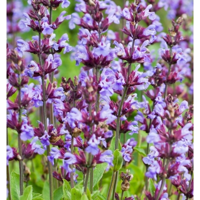 Kocimiętka Faassena DON C1,5