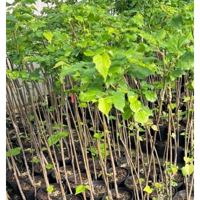 Lipa drobnolistna 'Lico' NA PNIU 130CM