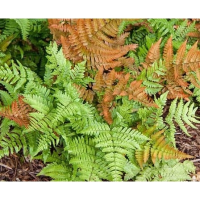 Narecznica  AUTUMN FERN