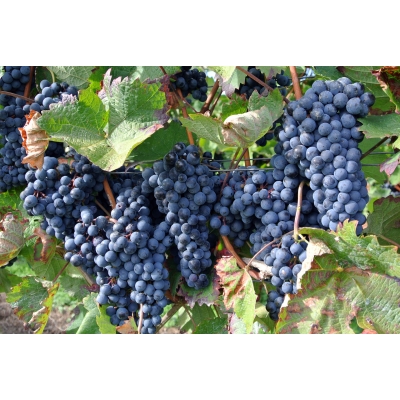 Winorośl, winogron PEAGE  - TRUSKAWKOWY SMAK  art. nr 273