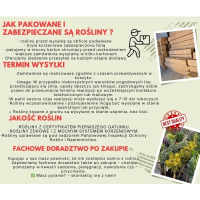 Porzeczka czerwona NA PNIU JONKHEER VAN TETS  z doniczki art. nr 183D