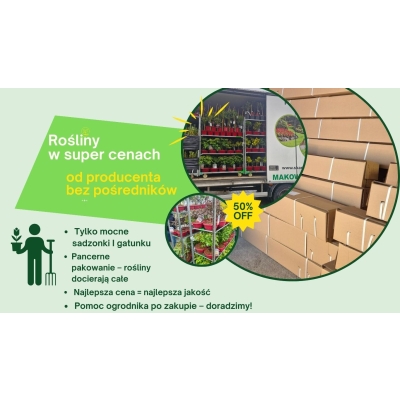 Porzeczka czerwona NA PNIU JONKHEER VAN TETS  z doniczki art. nr 183D