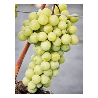 Winorośl, winogron  RUSWEN  art. nr 244 zielony, deserowy