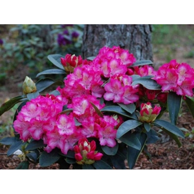 Rododendron STERNZAUBER dwukolorowy