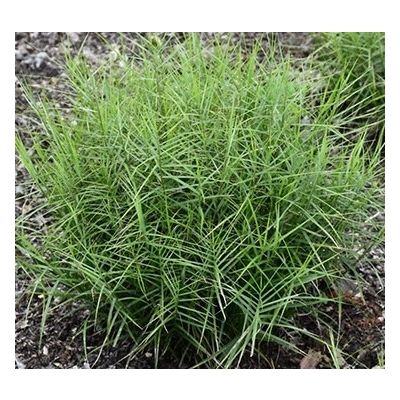 turzyca palmowa Little Midge