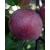Jabłoń kolumnowa MALINÓWKA z doniczki